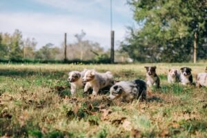 australian shepherd puppies for sale